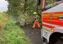 15.09.2025: Baum auf Fahrbahn
